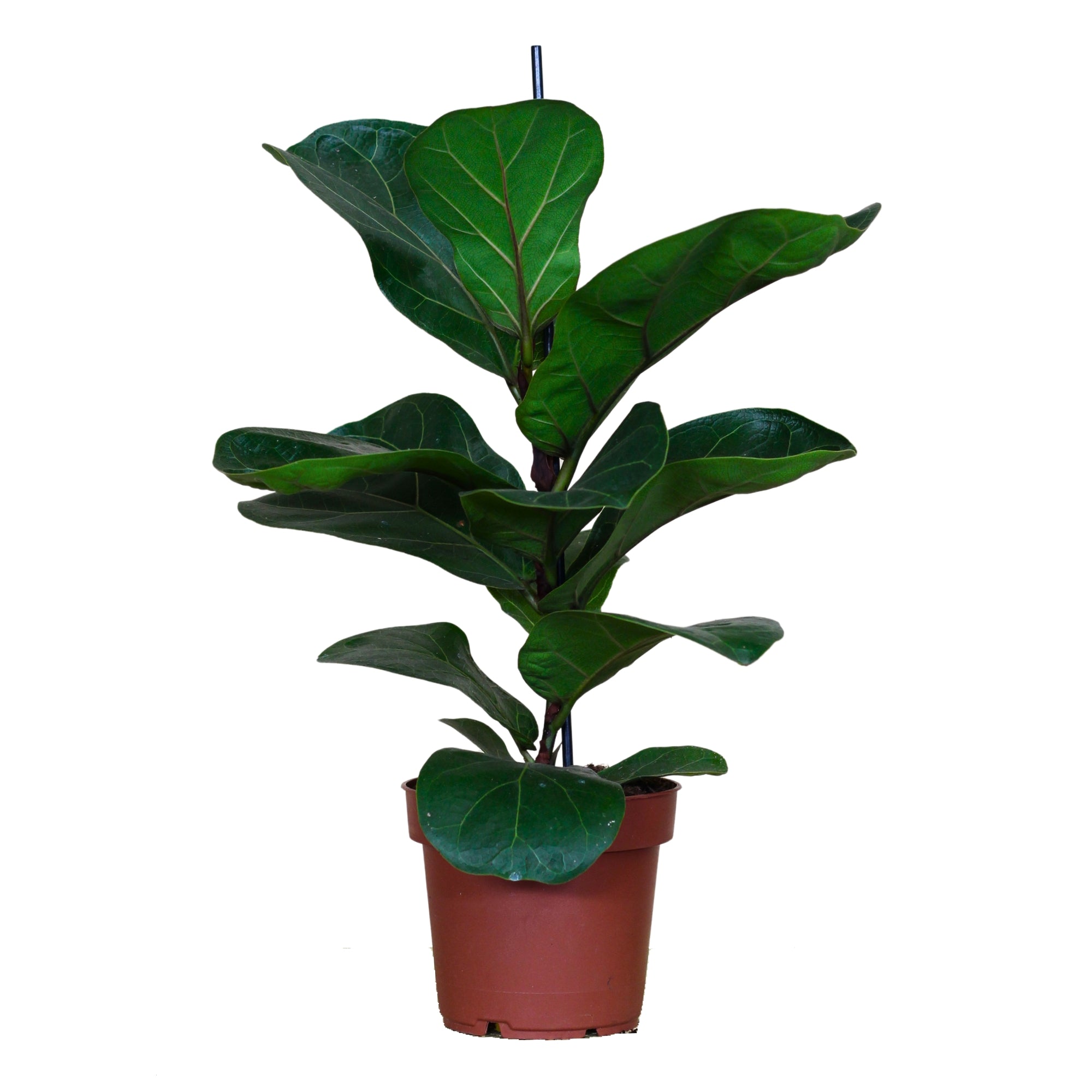 Ficus Lyrata Bambino